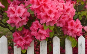 粉红的杜鹃花，围栏 高清壁纸