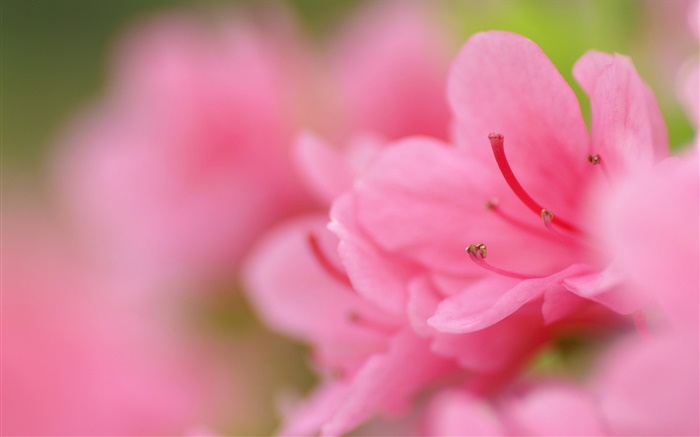 粉红色的杜鹃花微距摄影 壁纸 图片