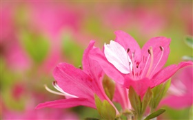 粉红色的杜鹃花花瓣特写 高清壁纸