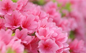 粉红色杜鹃花