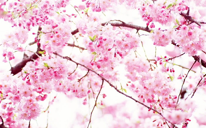 粉红色的樱花盛开的花朵，春天 壁纸 图片