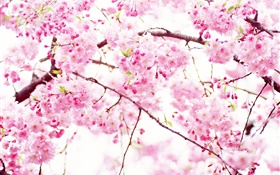 粉红色的樱花盛开的花朵，春天 高清壁纸