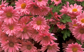 粉红色的菊花，花卉特写