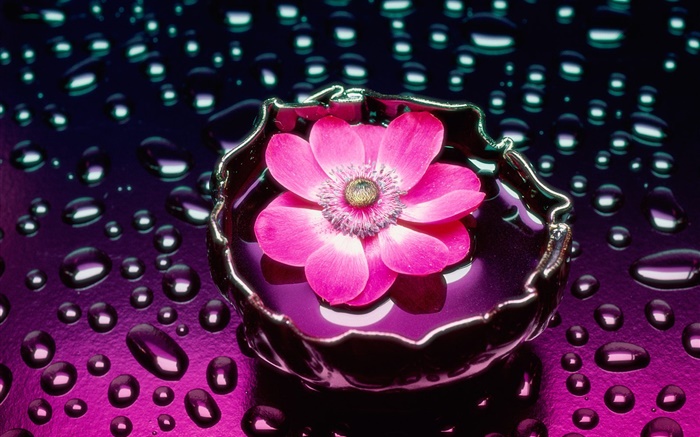 粉红色花朵的特写，水滴 壁纸 图片