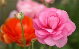 粉红色的花朵特写，背景虚化