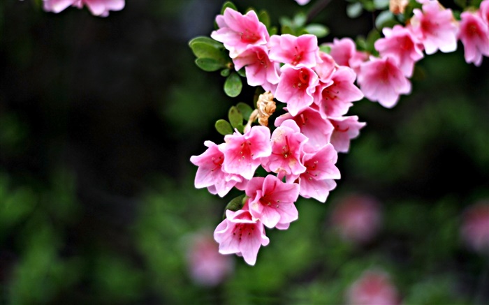 粉红色的花朵，树枝，春天 壁纸 图片