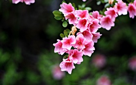 粉红色的花朵，树枝，春天