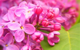 粉红色的丁香花