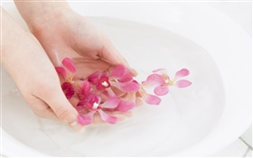 粉红色的兰花花瓣，水，手