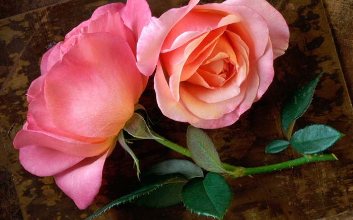 粉红色的玫瑰花在木板上 壁纸 图片