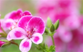 粉白色的花瓣的花朵的特写 高清壁纸