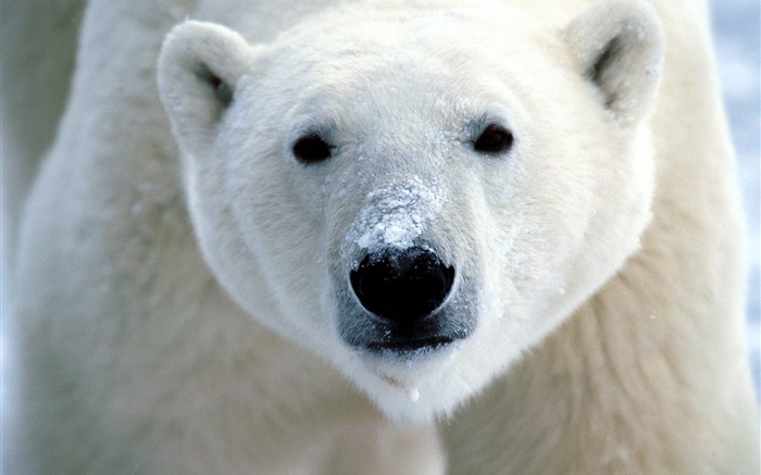 北极熊脸部特写 壁纸 图片
