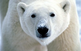北极熊脸部特写 高清壁纸
