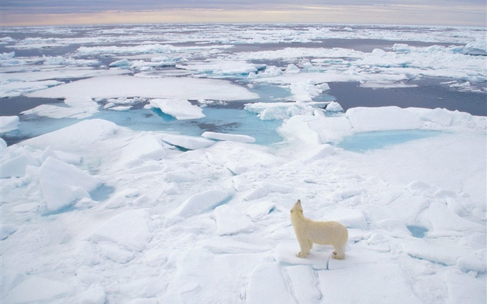 北极熊看海，厚厚的积雪 壁纸 图片