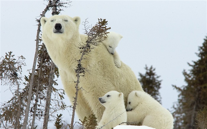 北极熊家庭，雪，幼崽 壁纸 图片