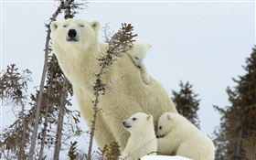 北极熊家庭，雪，幼崽 高清壁纸