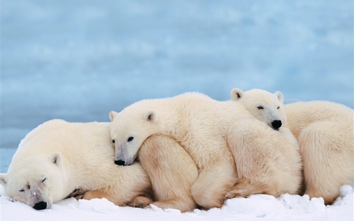 北极熊抱团取暖睡觉 壁纸 图片