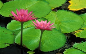 池塘，绿色的叶子，粉红色的荷花 高清壁纸