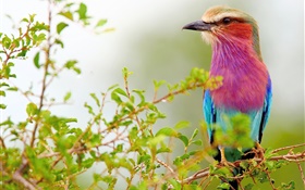 紫蓝色羽毛的鸟，树枝 高清壁纸