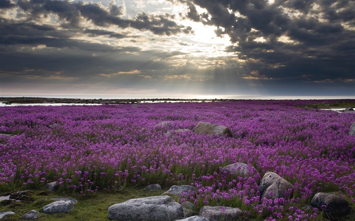 紫色的花场，怪石，云海，太阳光线 壁纸 图片