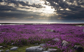 紫色的花场，怪石，云海，太阳光线 高清壁纸