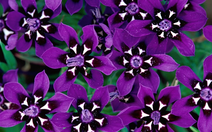 紫色的花瓣的花朵的特写 壁纸 图片