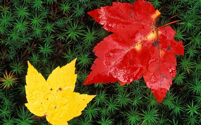 红色和黄色的枫叶，草，秋 壁纸 图片