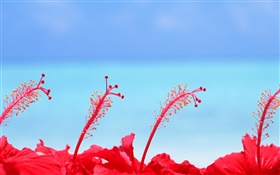 红花，蓝天，马尔代夫 高清壁纸