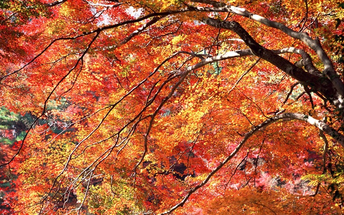 红叶秋天，树木 壁纸 图片