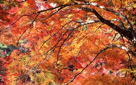 红叶秋天，树木 高清壁纸