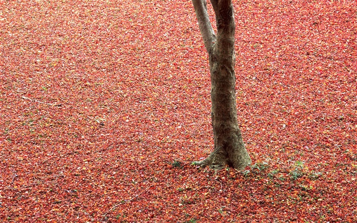 红叶在地面，树木，秋天 壁纸 图片