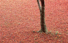红叶在地面，树木，秋天