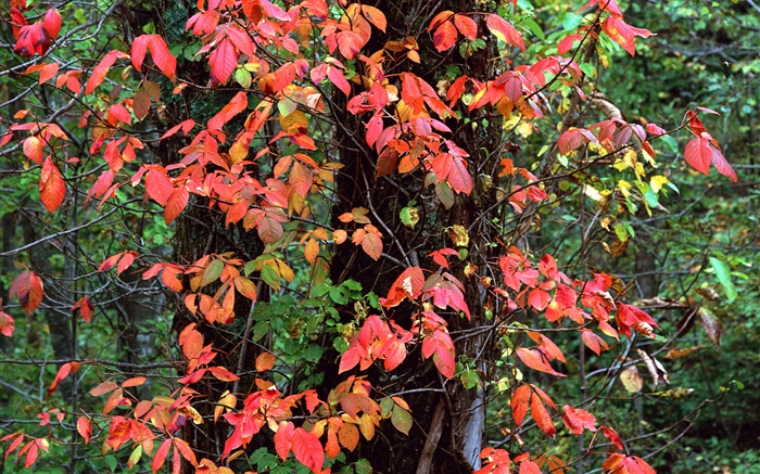 红色的树叶，树木，树枝，秋 壁纸 图片