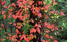 红色的树叶，树木，树枝，秋