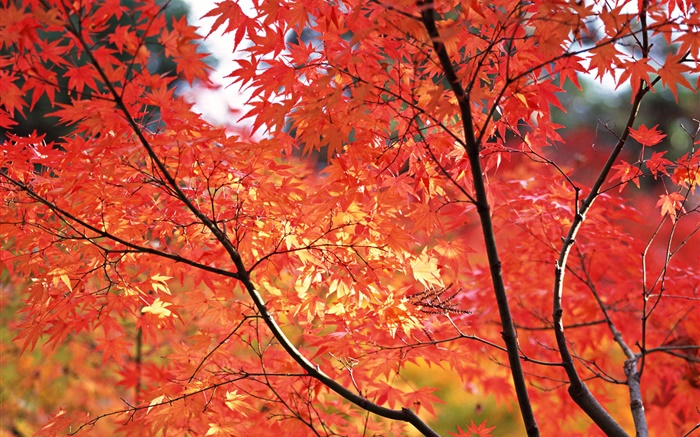 红红的枫叶，秋天，日本东京 壁纸 图片