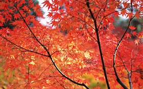 红红的枫叶，秋天，日本东京