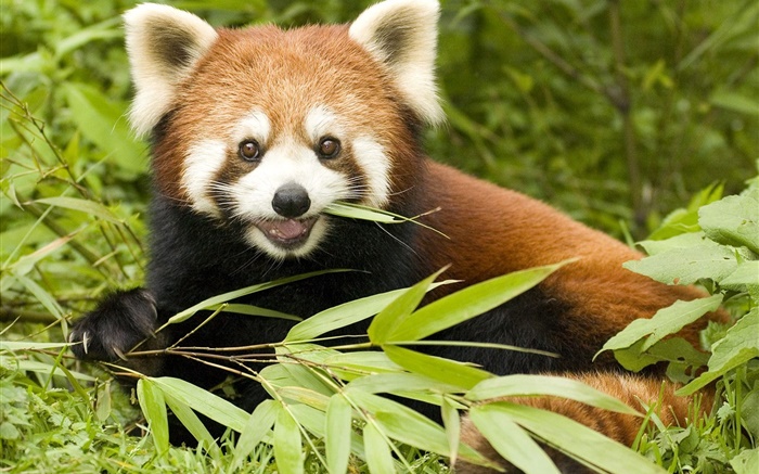 小熊猫吃竹子 壁纸 图片