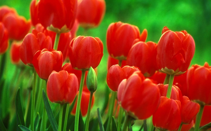 红色的郁金香花卉，园林，绿色背景 壁纸 图片