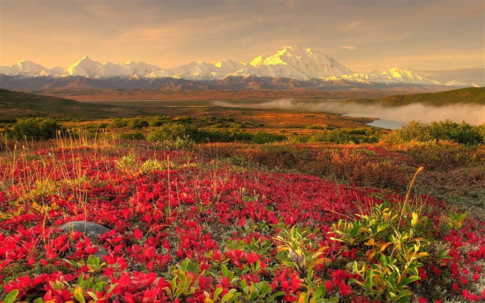 红色的野花，山，云雾缭绕，黎明 壁纸 图片