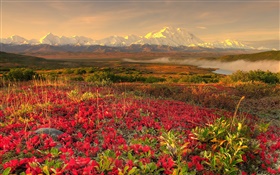 红色的野花，山，云雾缭绕，黎明