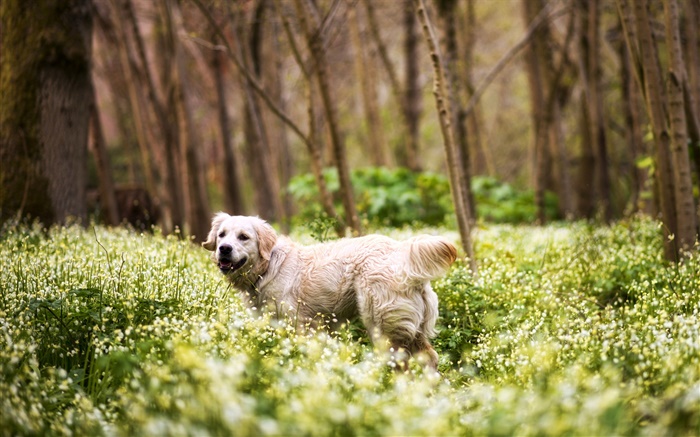 猎犬，狗，草，野花，森林 壁纸 图片