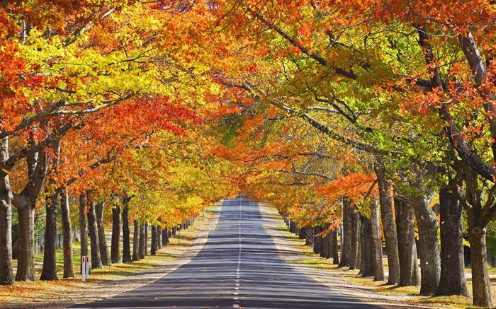 路，树，红叶，秋 壁纸 图片
