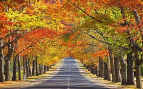 路，树，红叶，秋 高清壁纸