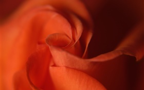 玫瑰特写，橙色花瓣 高清壁纸