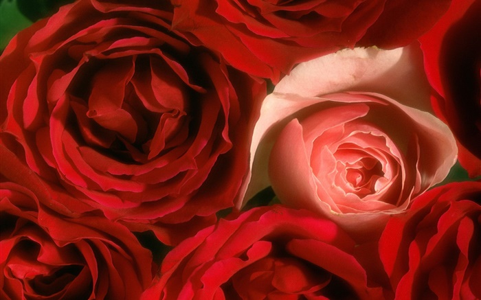 玫瑰鲜花特写，粉红色和红色 壁纸 图片