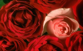 玫瑰鲜花特写，粉红色和红色 高清壁纸