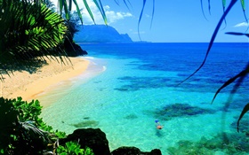 大海，清澈的海水，海岸，游泳，夏威夷，美国 高清壁纸