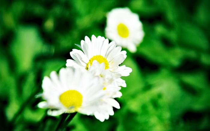 白色的小雏菊 壁纸 图片