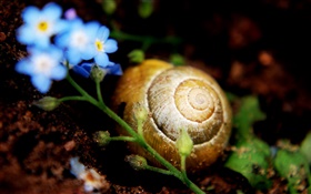 蜗牛地面，小蓝花 高清壁纸