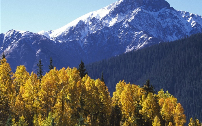 雪山，绿树成荫，秋天 壁纸 图片